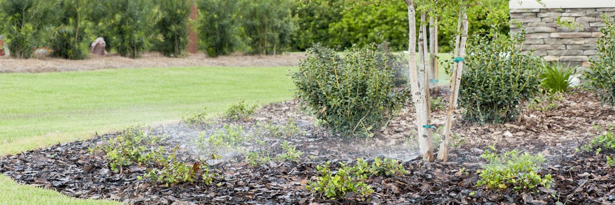 Sprinklers watering plants that are surrounded by mulch and next to a lawn.