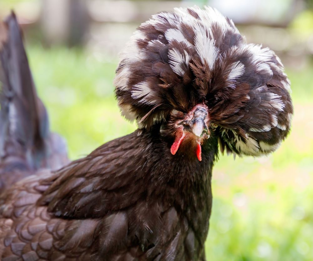 Chicken photo by Shutterstock
